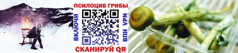 купить наркотики цена  Гулькевичи  Псилоцибиновые грибы Psilocybine cubensis 